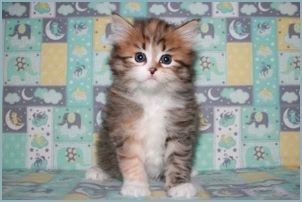 Female Siberian Kitten from Deedlebug Siberians